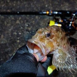 2023/11/24 南港ライトゲーム釣行 (アジ狙いからの～根魚)