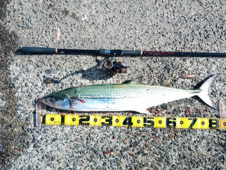 まさかのサワラ♪