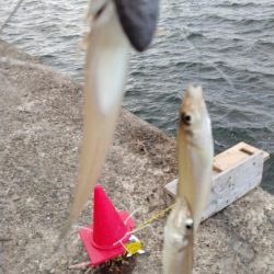 播磨新島のキス調査