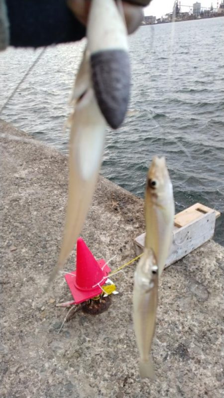 播磨新島のキス調査