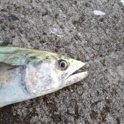 渋々の中武庫川一文字でサゴシ