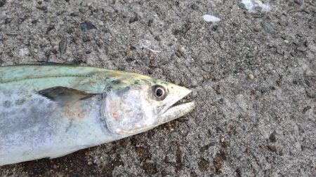 渋々の中武庫川一文字でサゴシ