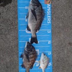 今治出張中　休み取れましたのでフカセ釣り第…