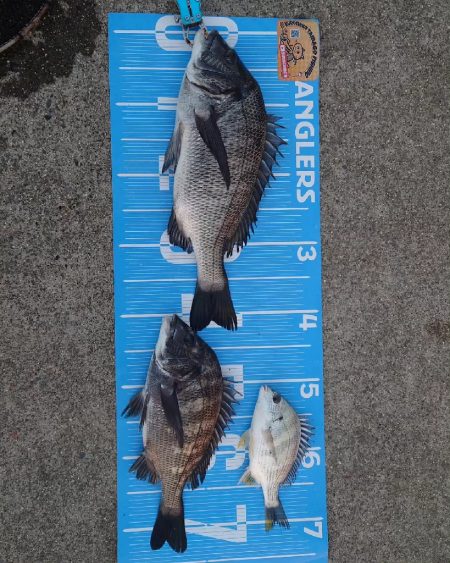 今治出張中　休み取れましたのでフカセ釣り第…