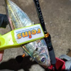 2023/11/26 南港ライトゲーム釣行 (アジ狙い)