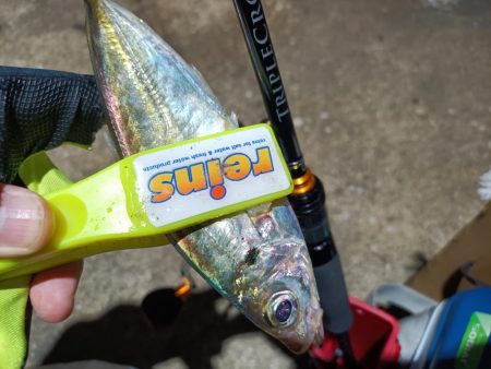 2023/11/26 南港ライトゲーム釣行 (アジ狙い)