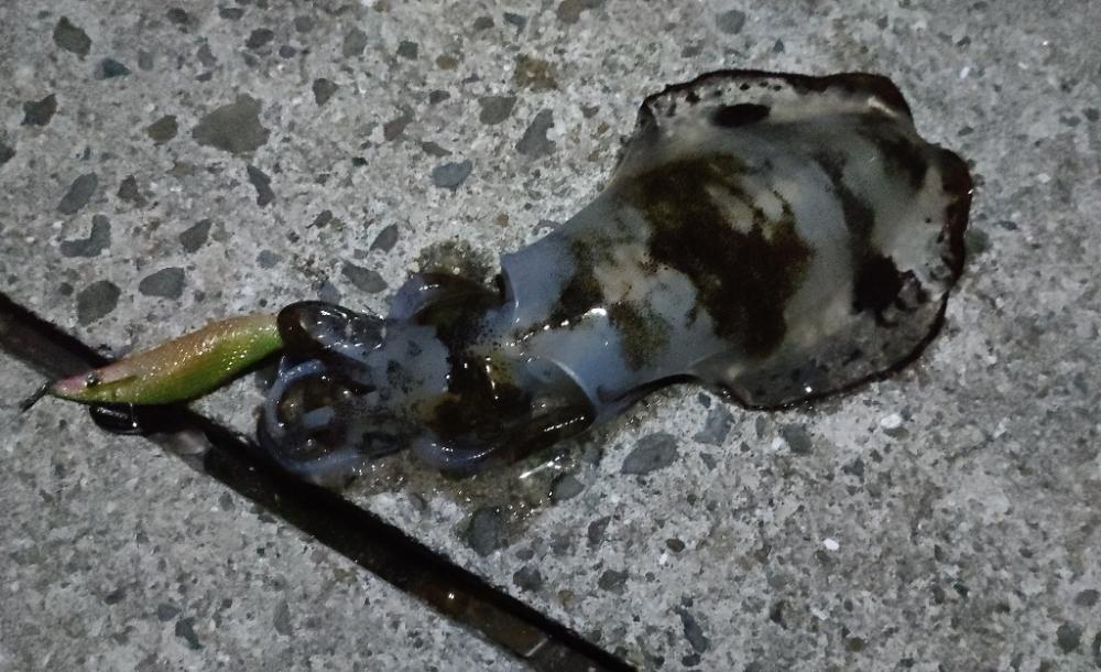 明るい月夜にフラッシュブースト炸裂