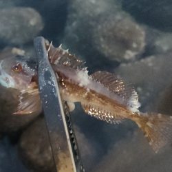 休み終わりのアジング