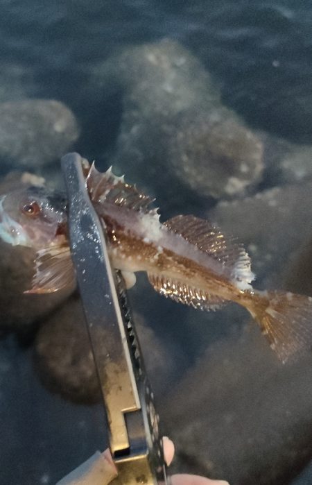 休み終わりのアジング