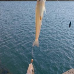 ラスト淡路釣行