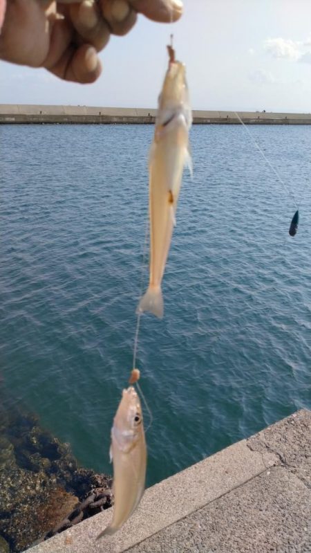 ラスト淡路釣行