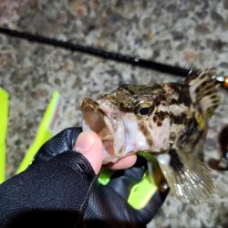 2023/11/29 南港ライトゲーム釣行 (アジ狙い)