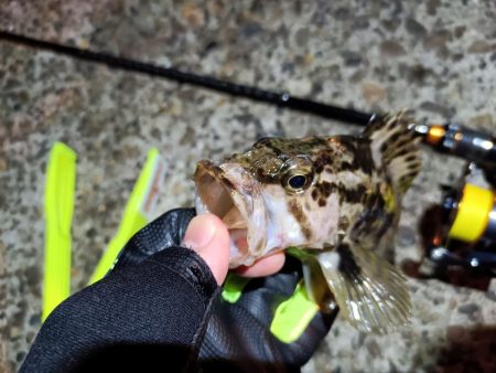 2023/11/29 南港ライトゲーム釣行 (アジ狙い)