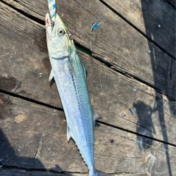 筏ショアジギングでサゴシ