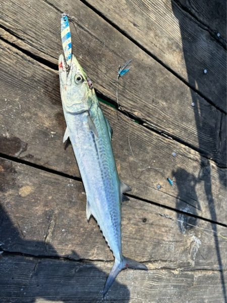 筏ショアジギングでサゴシ