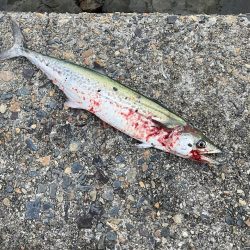 宮津〜舞鶴ランガンでサゴシ2匹