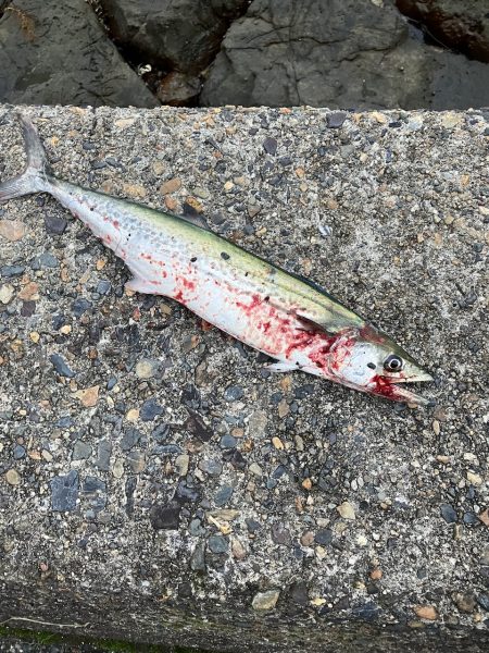 宮津〜舞鶴ランガンでサゴシ2匹