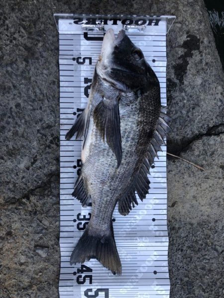 イチノ兄弟、釣果!