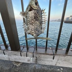 サビキっす　冬の海