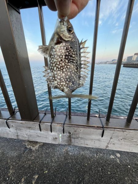 サビキっす　冬の海