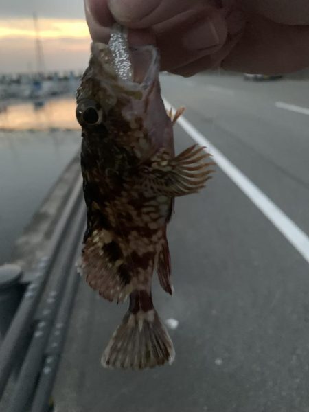 夕まずめの1時間釣行