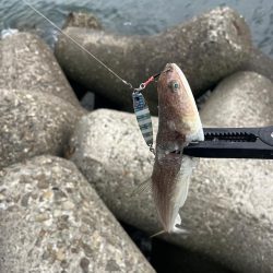 まだいました！