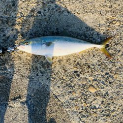 やっと釣れた^_^