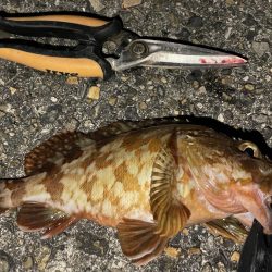 タチウオ、穴子にガシラ、ウニまでも