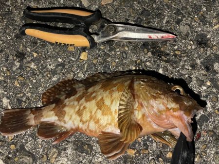 タチウオ、穴子にガシラ、ウニまでも