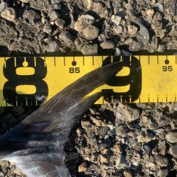 なかなか2匹目が釣れない