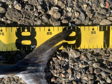 なかなか2匹目が釣れない