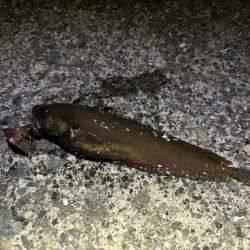 日高の漁港でカジカ釣り!!念願のカジカついに釣れる!?