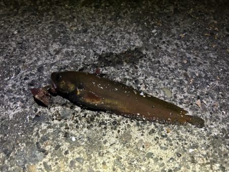 日高の漁港でカジカ釣り!!念願のカジカついに釣れる!?