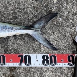 サワラからのサワラ