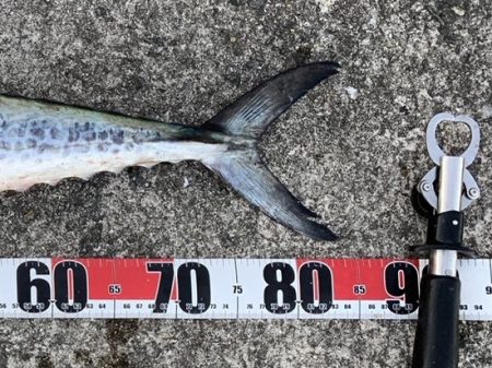 サワラからのサワラ