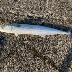 祭りに参戦出来ず