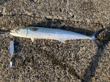 祭りに参戦出来ず