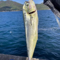 初めてのペンペンシイラ