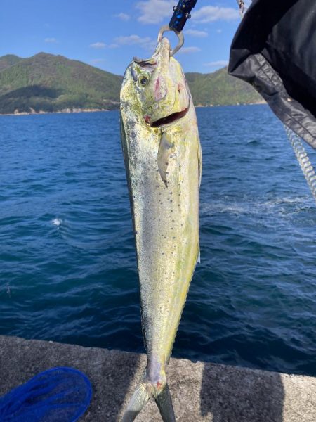 初めてのペンペンシイラ