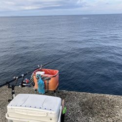 由良の大波止でカゴ釣り