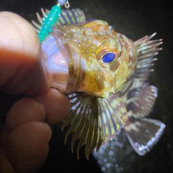 小一時間のメバリング