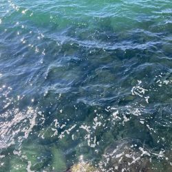 コッパの数釣り