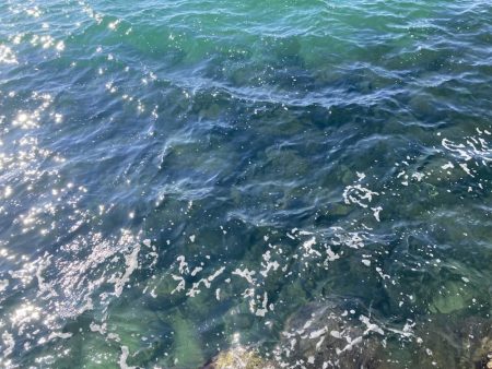 コッパの数釣り