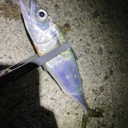 アジを求めて…