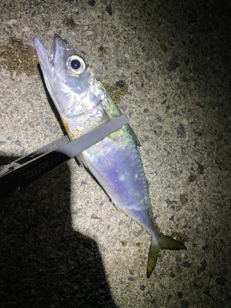 アジを求めて…