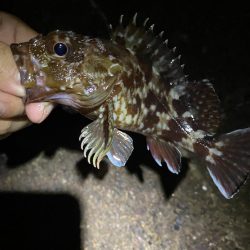 裏切らないガシリング