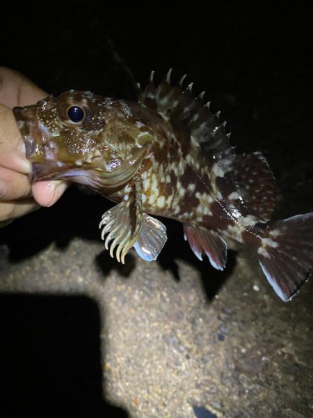 裏切らないガシリング