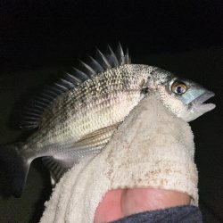 ミニセイゴ&ミニチヌ！