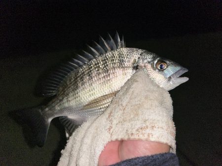 ミニセイゴ&ミニチヌ！