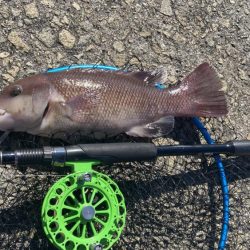 チヌ & コブダイ